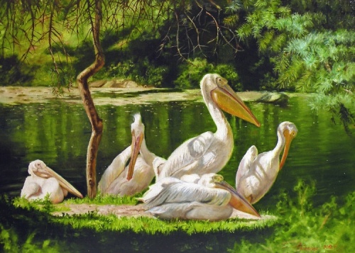 Семья пеликанов