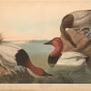 Рейли: «Птицы Америки» Джона Джеймса Одубона возвращаются для просмотра в Музее искусств Северной Каролины